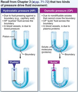 Bulk flow across capillary walls