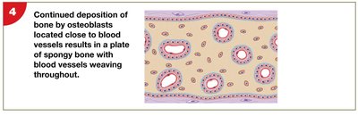 Step 4 of intramembranous ossification