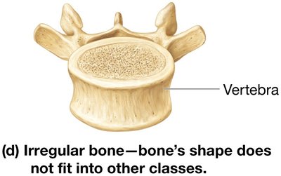 Irregular bone—bone's shape does not fit into other classes (vertebra).