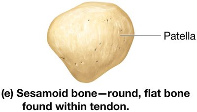 Sesamoid bone—round, flat bone found within tendon (patella).
