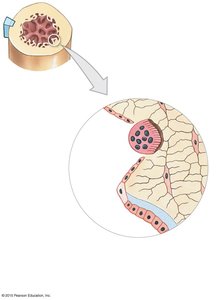 The endosteum is an incomplete cellular layer containing osteoblasts, osteogenic cells, and osteoclasts.