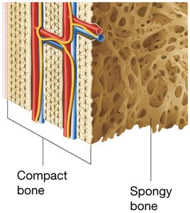 Compact bone and spongy bone.