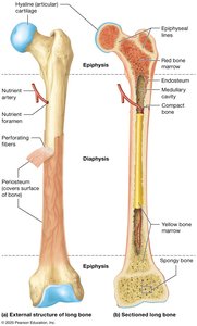 Structure of a representative long bone (the femur) in longitudinal section.