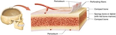 Structure of short, flat, irregular, and sesamoid bones.