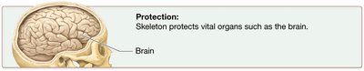 Protection: Skeleton protects vital organs such as the brain.