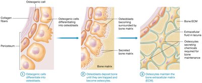 Functions of osteoblasts and osteocytes.