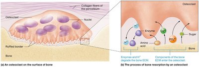 Function of osteoclasts.