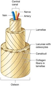 Structure of compact bone showing perforating canals.