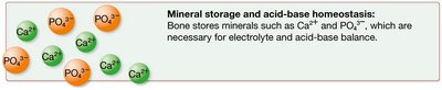 Mineral storage and acid-base homeostasis: Bone stores minerals such as Ca2+ and PO43-.