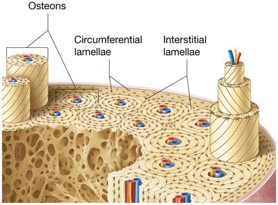 Structure of compact bone showing circumferential and interstitial lamellae.
