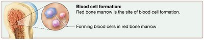 Blood cell formation: Red bone marrow is the site of blood cell formation.