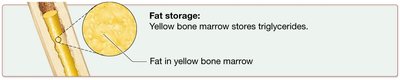 Fat storage: Yellow bone marrow stores triglycerides.
