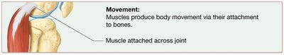 Movement: Muscles produce body movement via their attachment to bones.