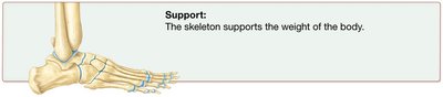 Support: The skeleton supports the weight of the body.