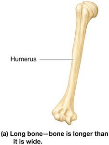 Long bone—bone is longer than it is wide (humerus).