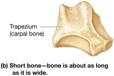Short bone—bone is about as long as it is wide (trapezium, carpal bone).