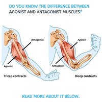Agonist and antagonist muscle action in the arm