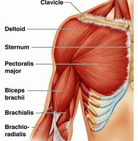 Deltoid and pectoralis major muscles