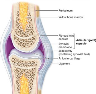 General anatomy of synovial joint