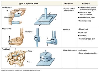Ball-and-socket, hinge, pivot, gliding, saddle, condyloid joints