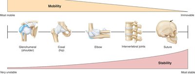 Mobility and stability of joints