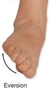 Protraction and retraction of mandible