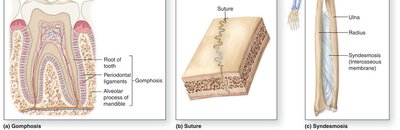 Types of fibrous joints: gomphosis, suture, syndesmosis