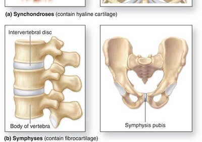 Symphyses: intervertebral disc, symphysis pubis