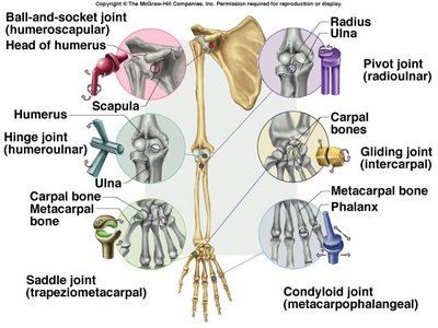 Types of synovial joints: ball-and-socket, hinge, pivot, gliding, saddle, condyloid