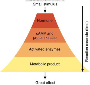 Enzyme amplification cascade