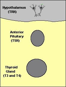 Feedback inhibition in pituitary-thyroid axis