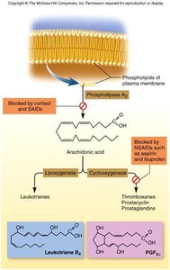 Eicosanoid synthesis and action