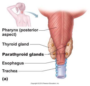 Parathyroid glands location on the thyroid gland