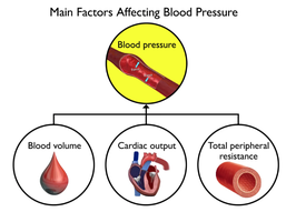 Main factors affecting blood pressure