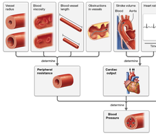 Diagram of factors affecting peripheral resistance
