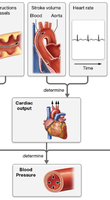 Diagram showing cardiac output and blood pressure