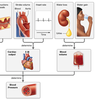 Diagram showing blood volume and pressure