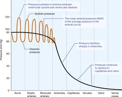 Table of blood pressures in different vessel types