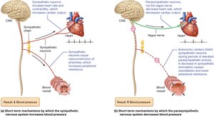 Diagram of nervous system control of blood pressure