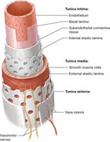 Structure of blood vessel wall showing tunica intima, media, and externa