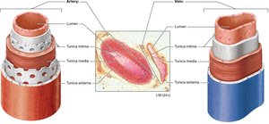 Comparison of artery and vein structure