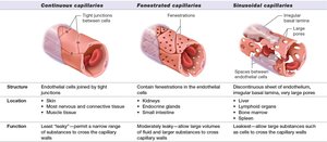 Types of capillaries: continuous, fenestrated, sinusoidal