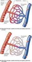 Capillary bed with open and closed precapillary sphincters