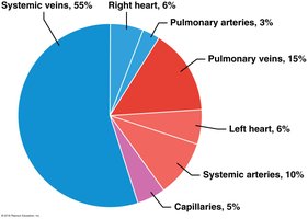 Pie chart showing blood distribution in vessels
