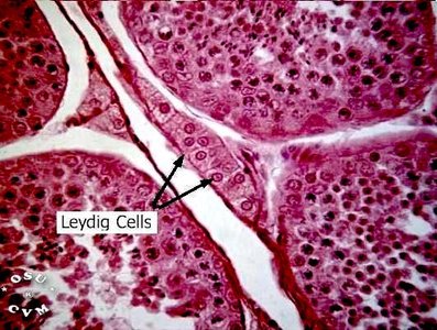 Histological section showing Leydig cells in the testis