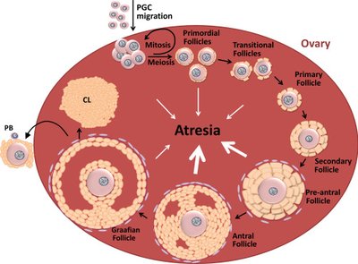Diagram of ovarian follicular development and atresia
