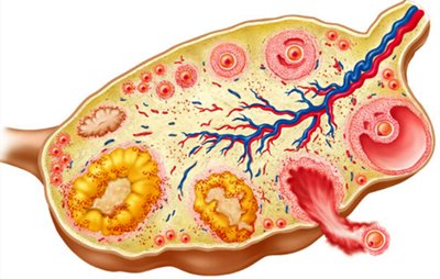 Histological section of ovarian follicle