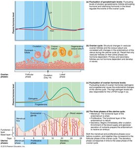 Diagram of ovarian and uterine cycles