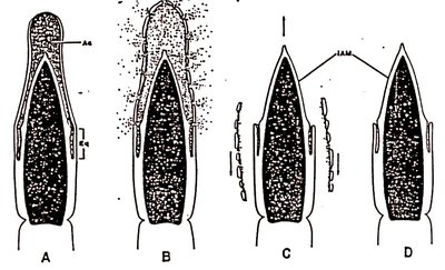 Image of zygote formation