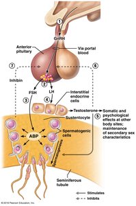 Diagram of hypothalamic-pituitary-gonadal axis regulation